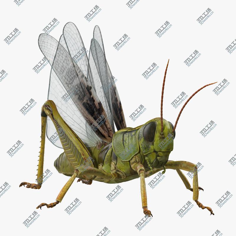 images/goods_img/202104092/3D Grasshopper with Fur Rigged model/1.jpg
